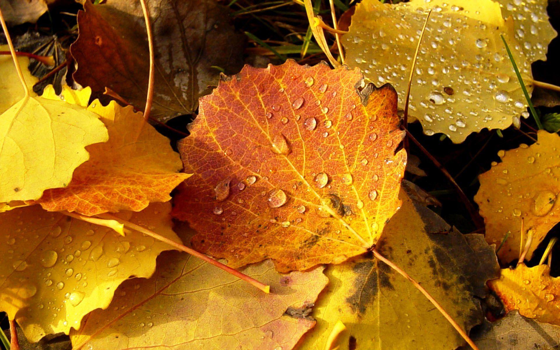 Amazing Fall Leaves Autumn Wallpaper High Defi Wallpaper