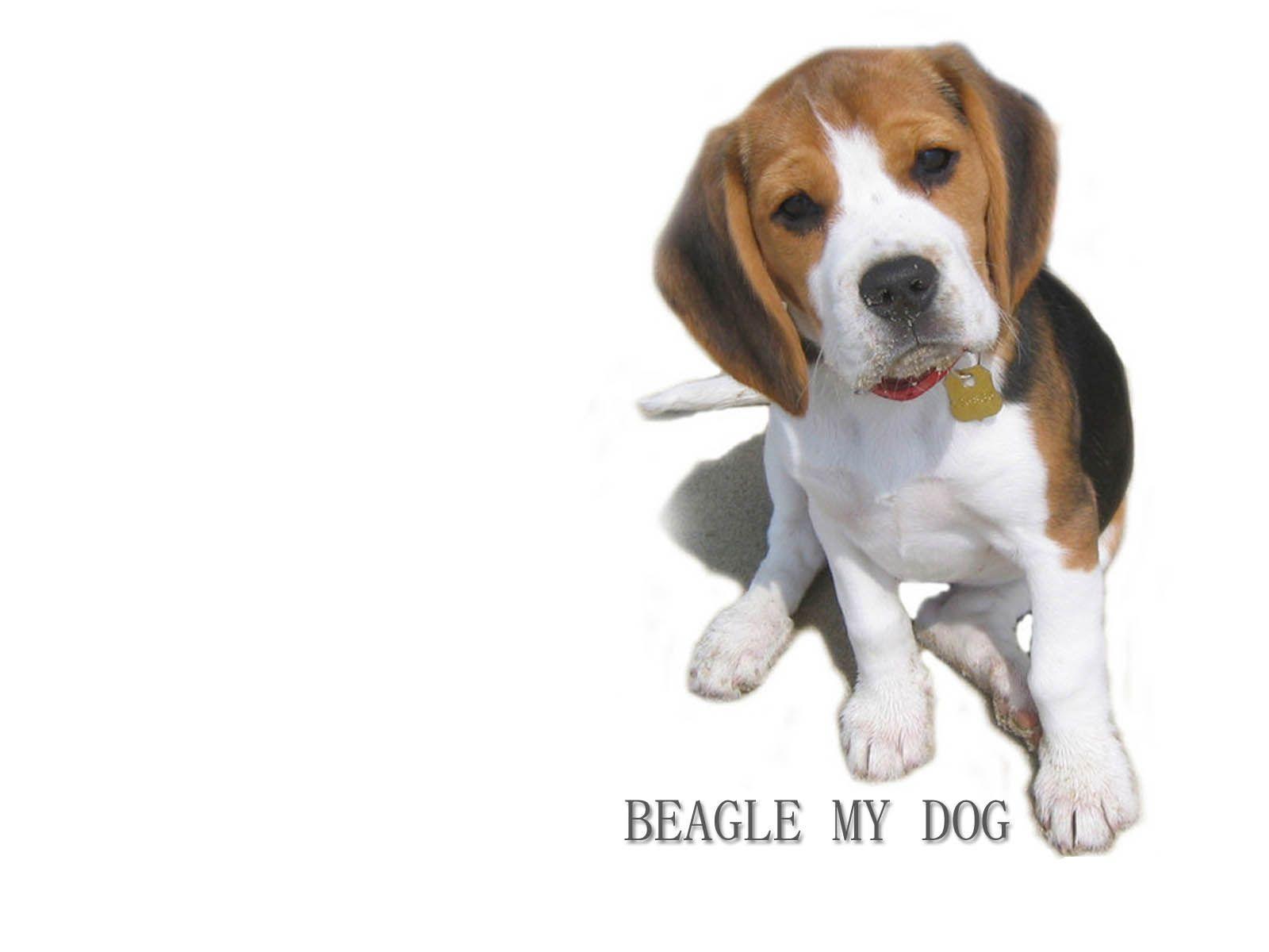 Beagle my dog wallpaper