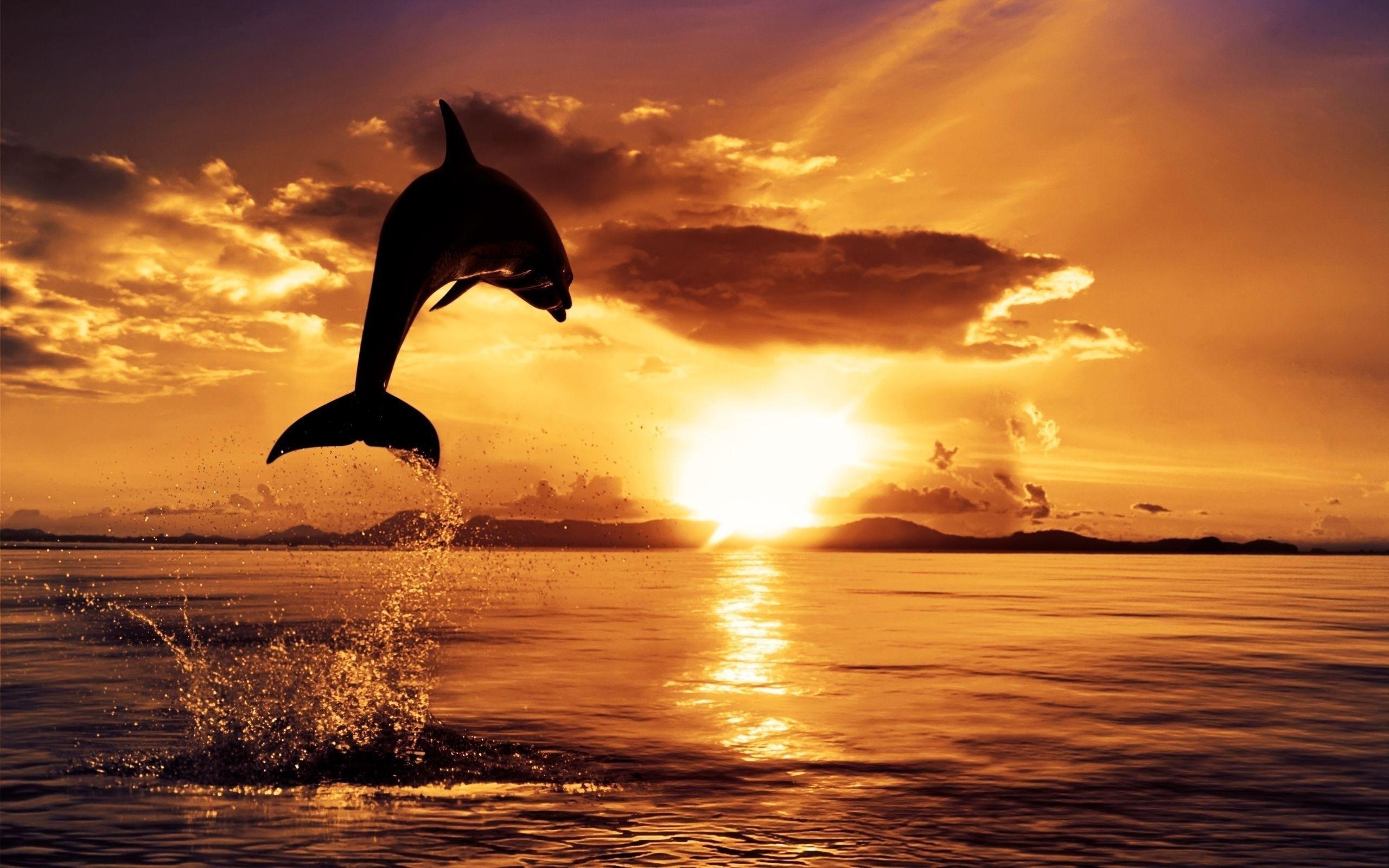 Dolphin Desktop Background Picture, Wallpaper, HD Wallpaper