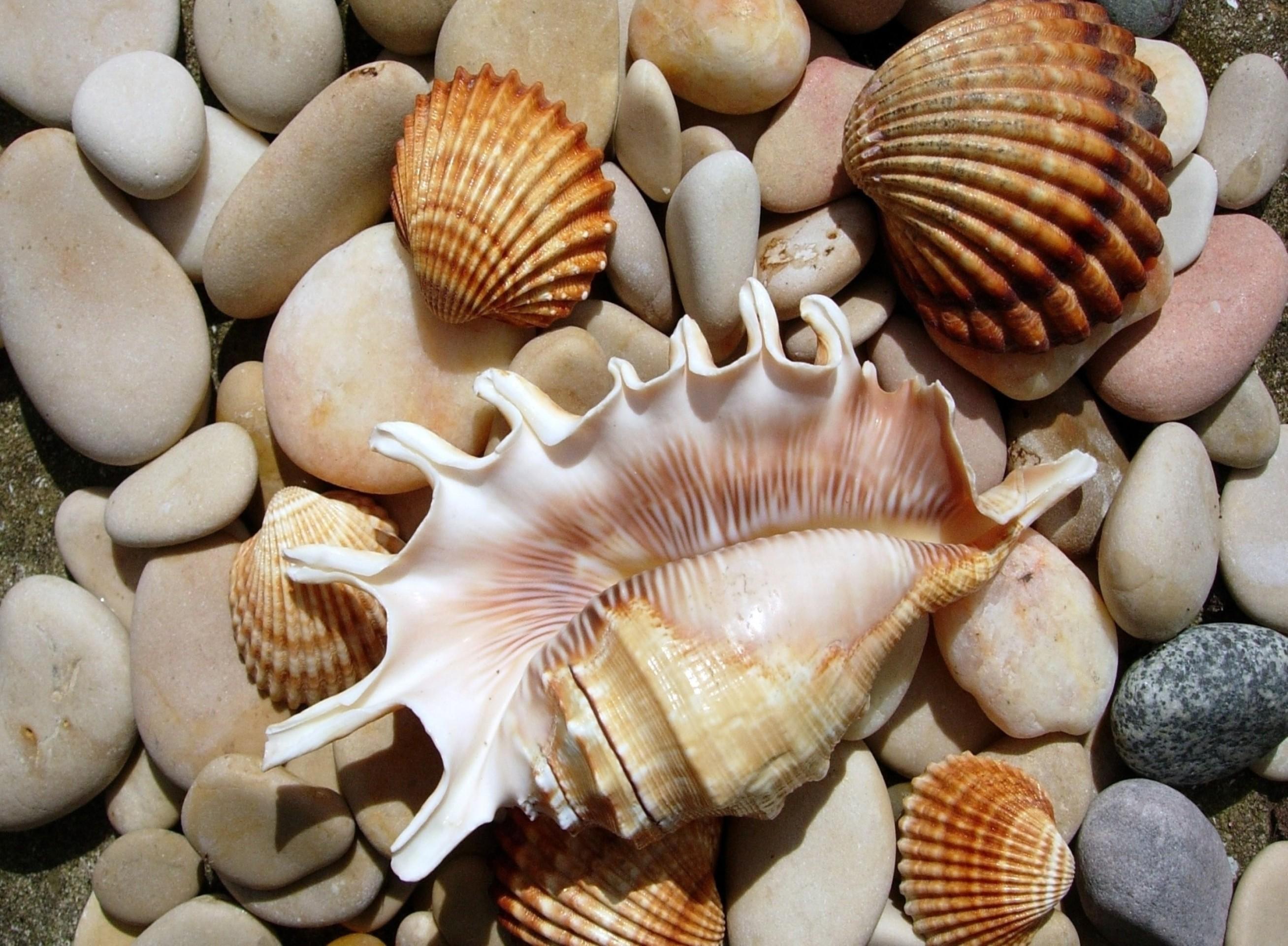 Sea Shells By The Sea Wallpaper