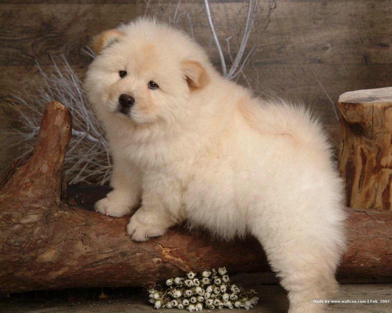 Chow Chow Dogs Full HD Image