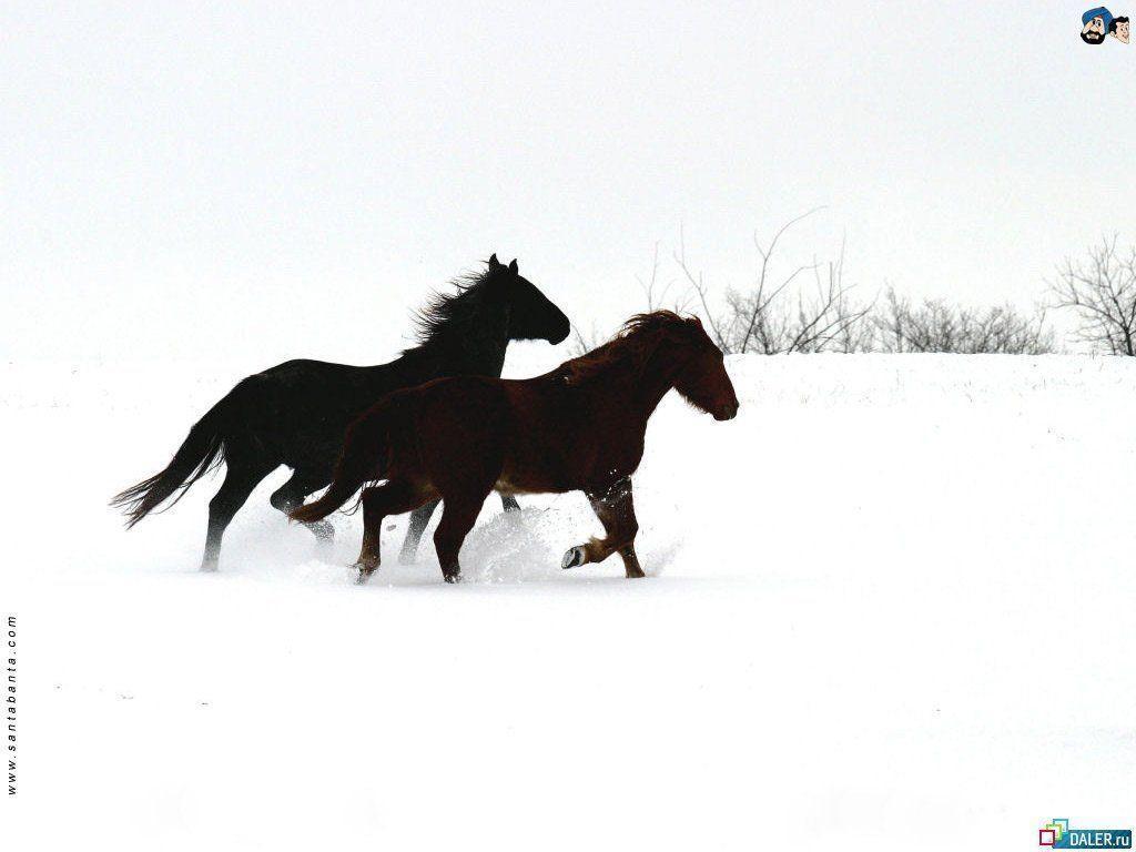 two dark horses in the snow