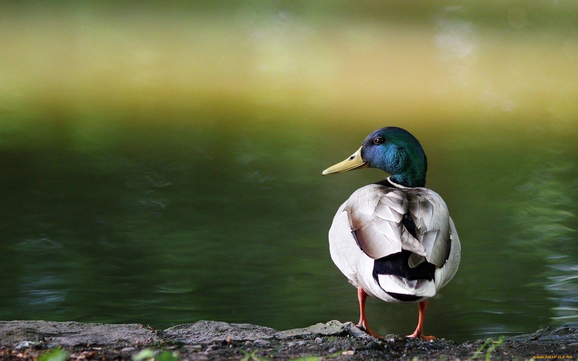 Duck Backgrounds - Wallpaper Cave