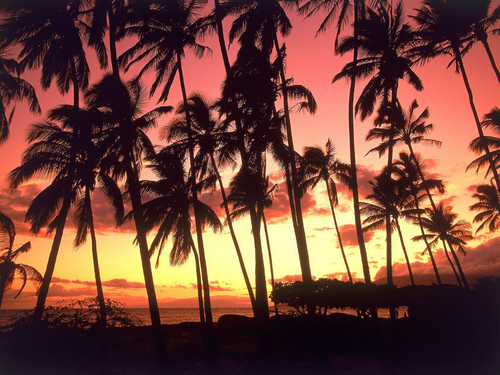 Wallpaper For > Tropical Sunset Background