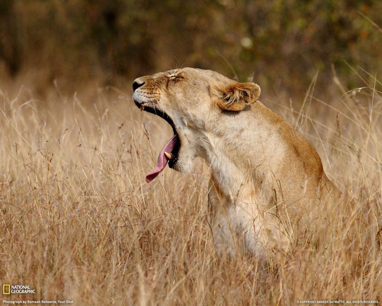 Lioness Photo, Animal Wallpaper