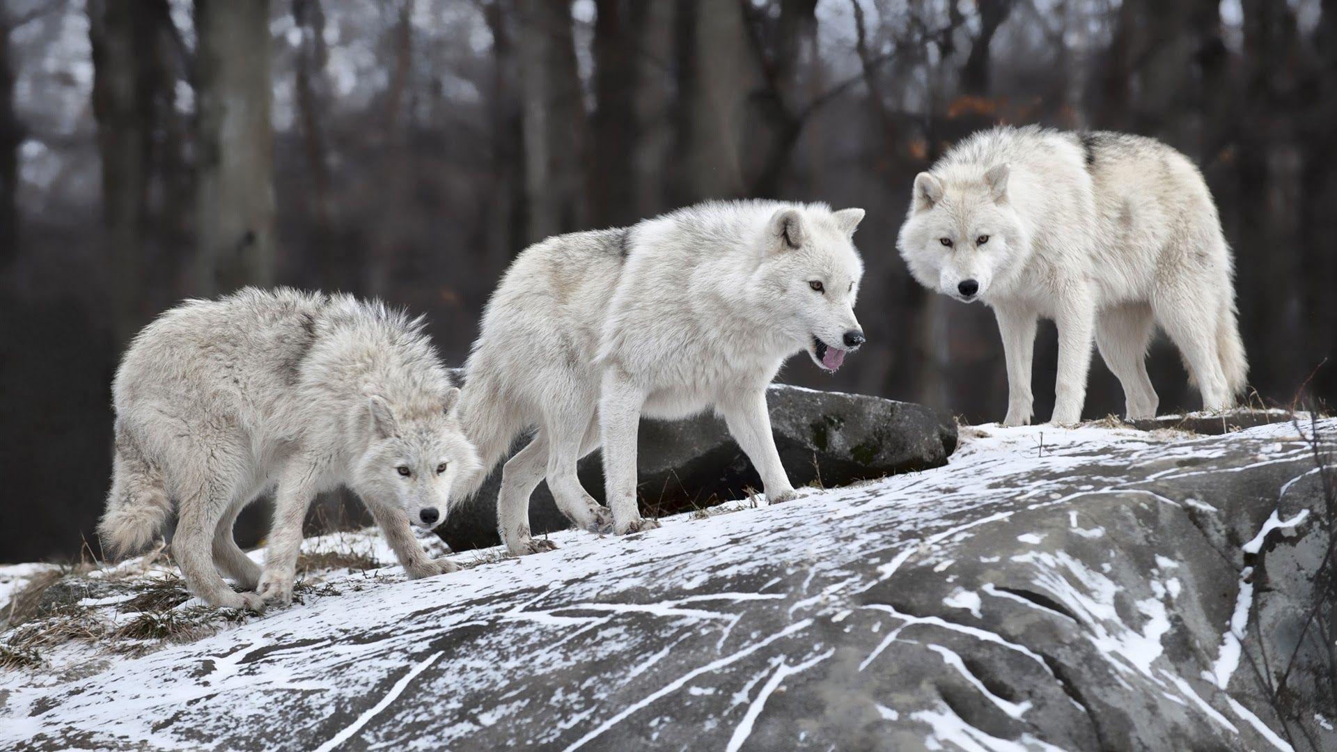 Wolf Pack Wallpaper 1920×1080. coolstyle wallpaper
