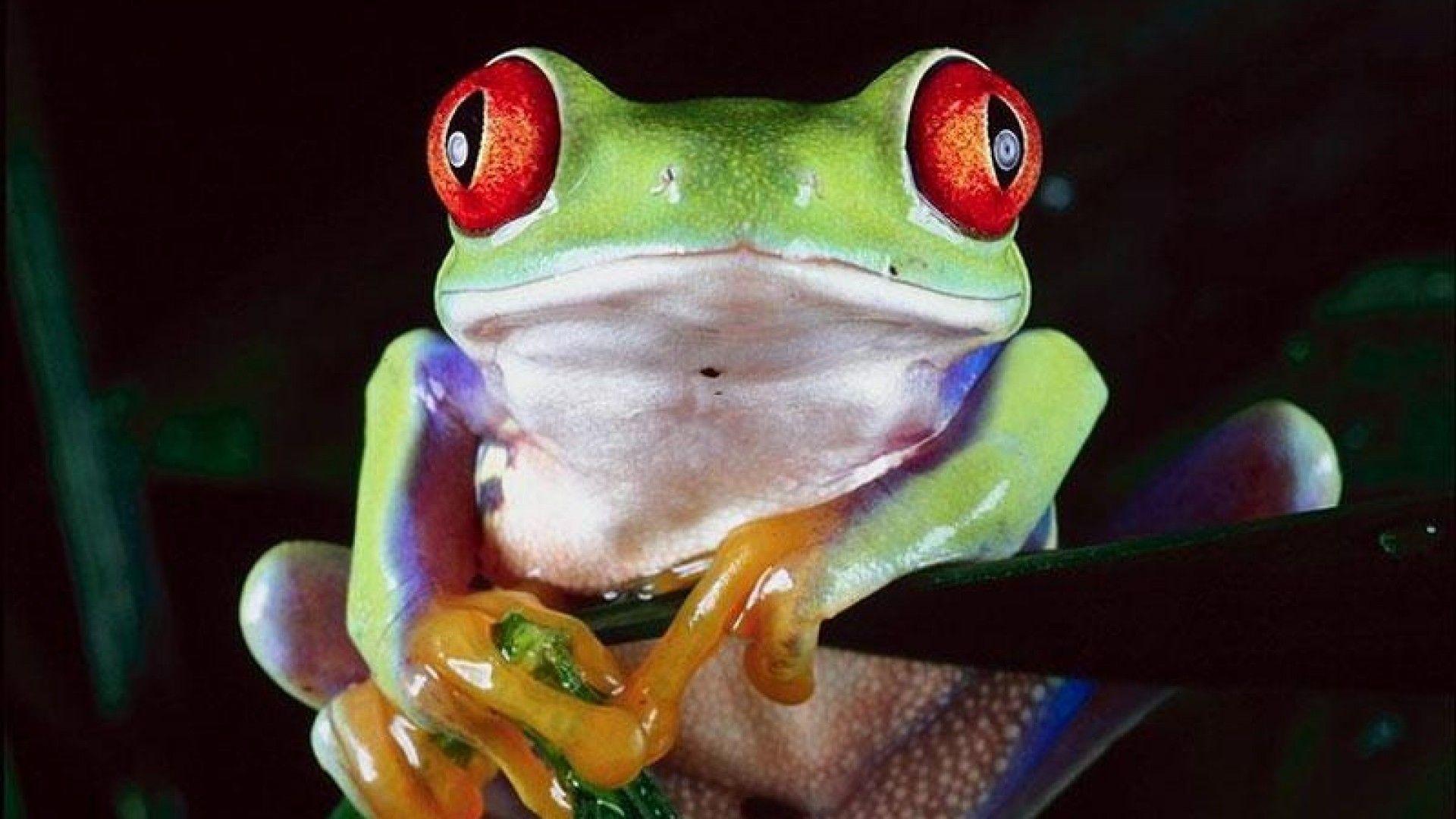 Frog Background for Desktop, wallpaper, Frog Background