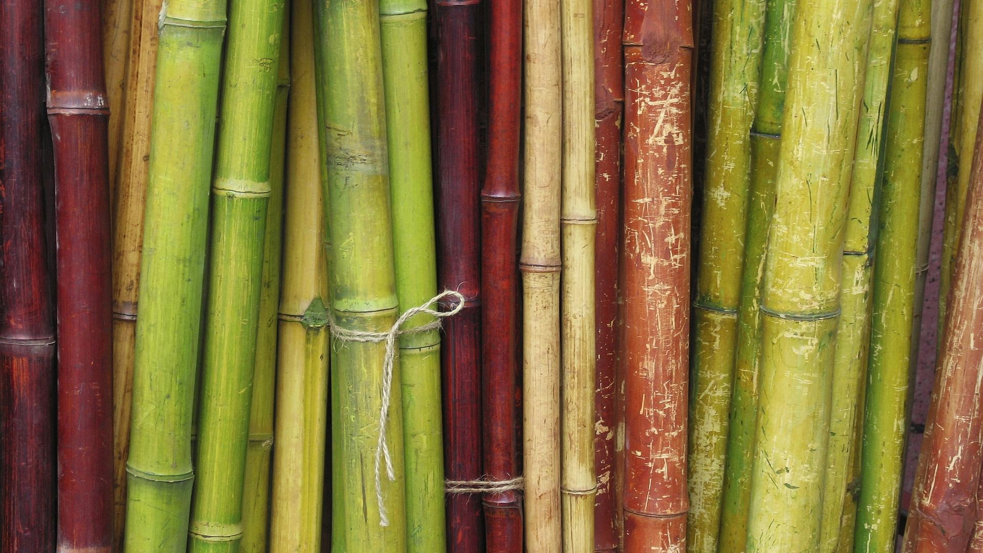 Bamboo Wallpaper 7193