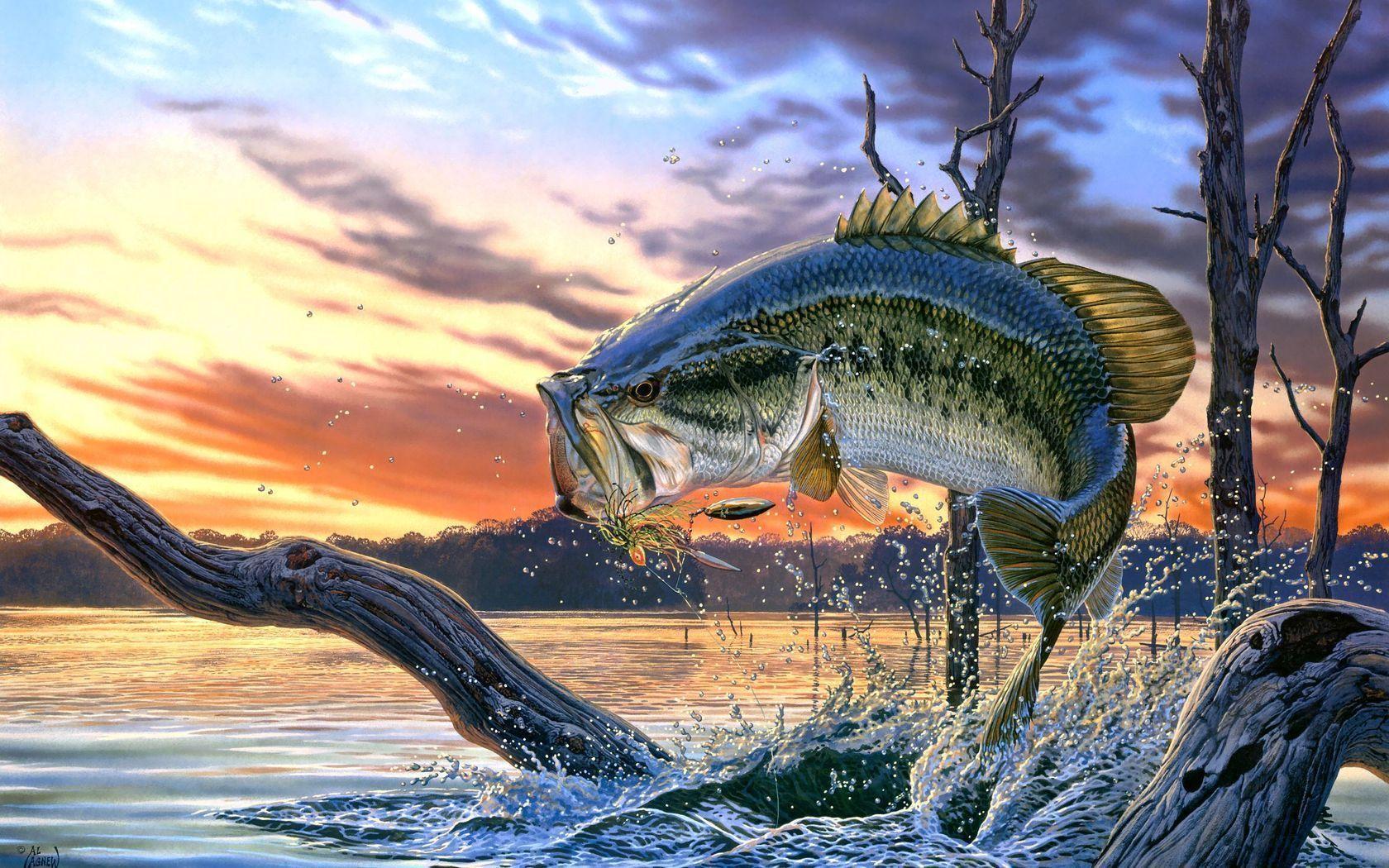 Largemouth Bass Fishing Wallpaper Background Screensaver. Best
