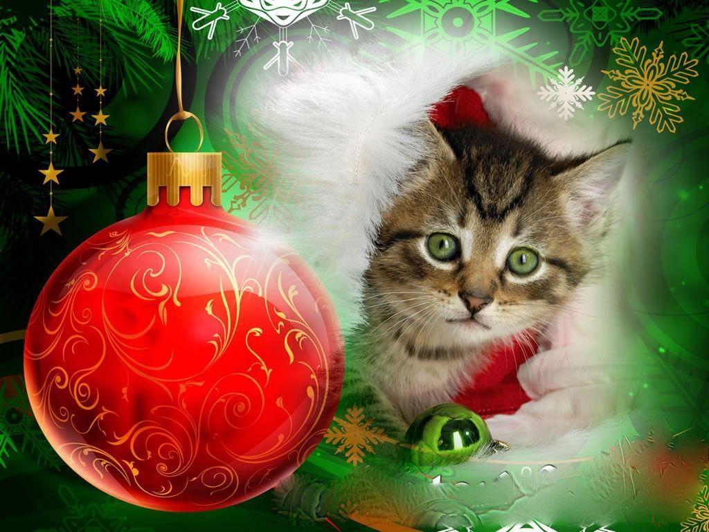 Xmas Stuff For > Cute Christmas Kittens Wallpaper