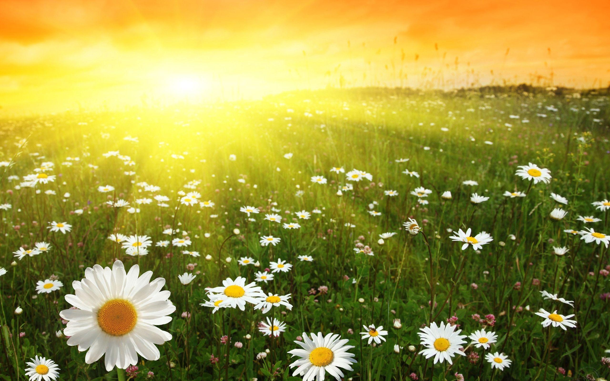 Sunny Day Wallpapers Wallpaper Cave