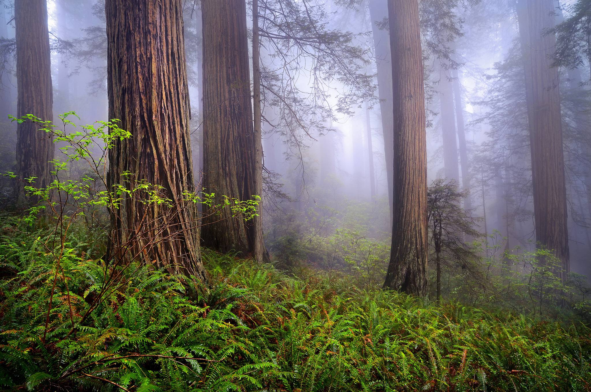 Wallpaper nature, usa, california, redwoods, morning, forest, mist