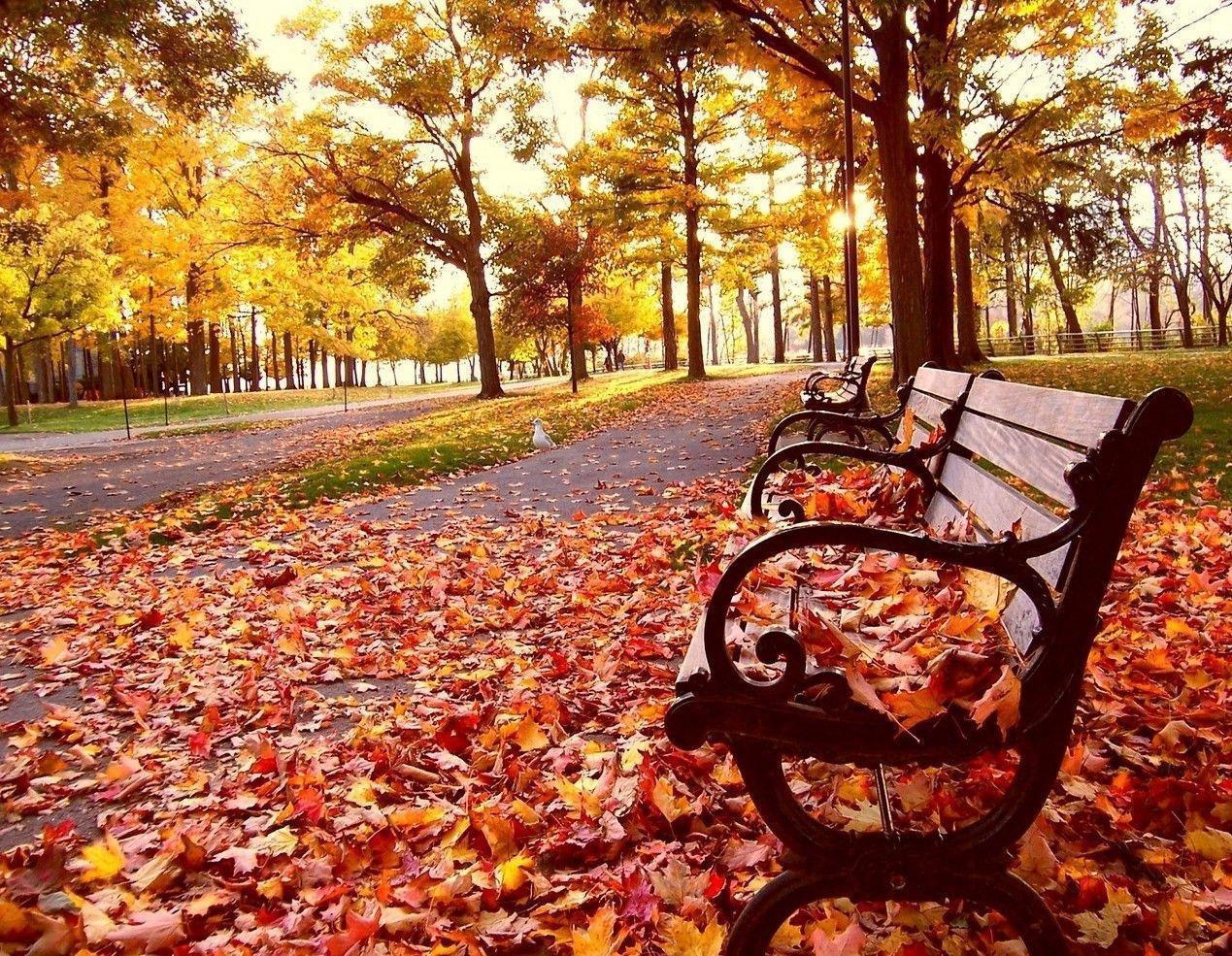 Fall Background For Computer 97079 High Definition Wallpaper
