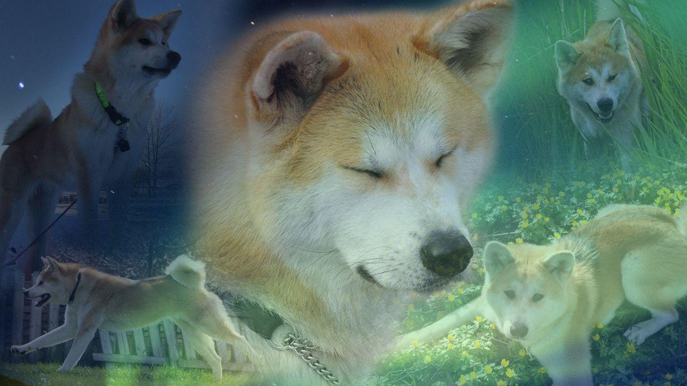 Akita Wallpapers - Wallpaper Cave