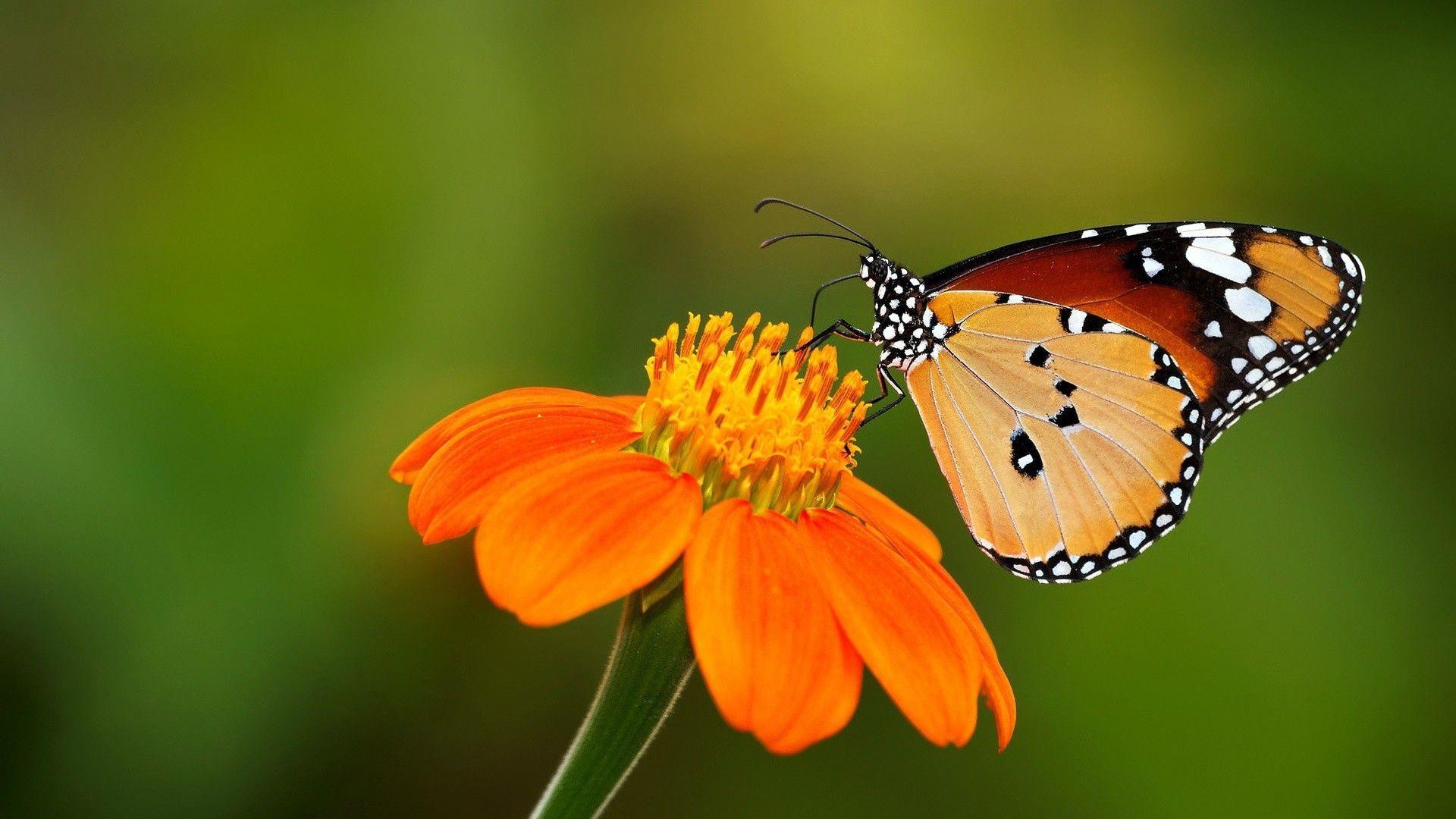Awesome Butterfly And Flower Wallpaper HD