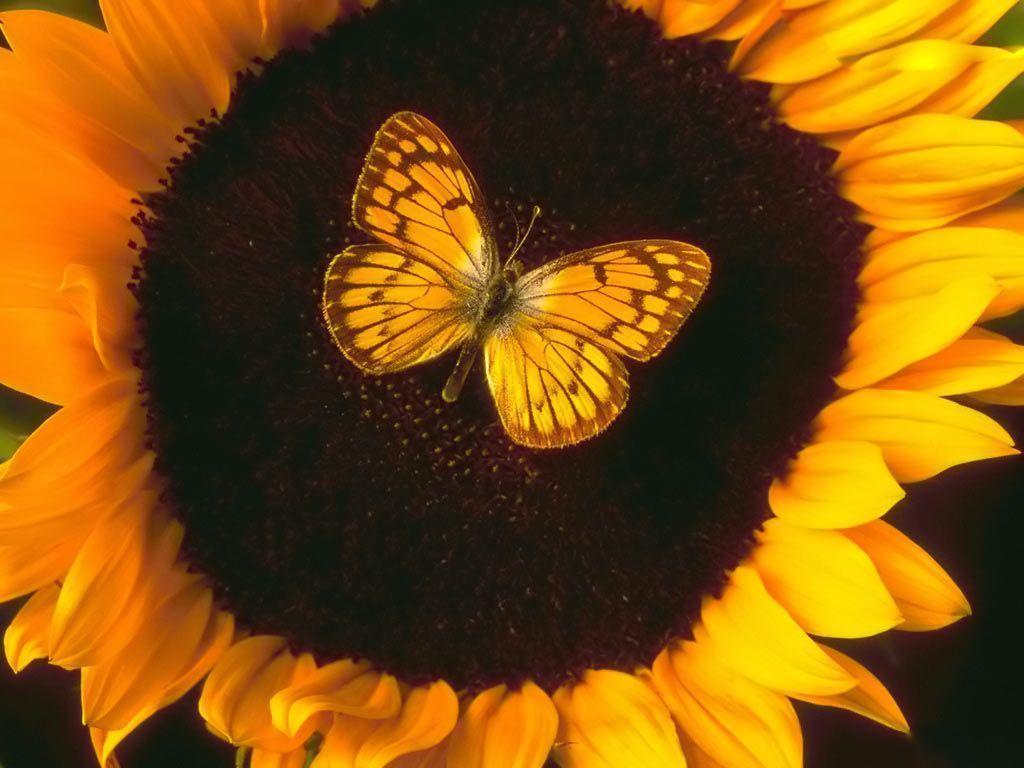 Desktop Wallpaper · Gallery · Windows 7 · Butterfly and Sunflower