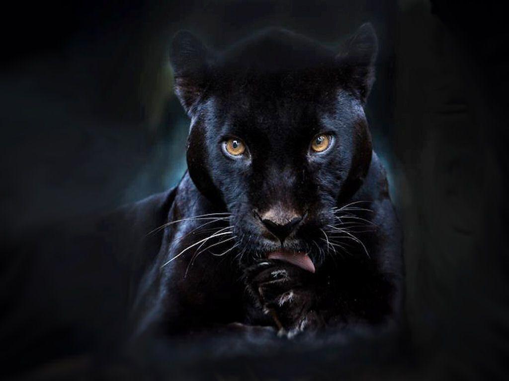 Black Panther Background Wallpaper HD