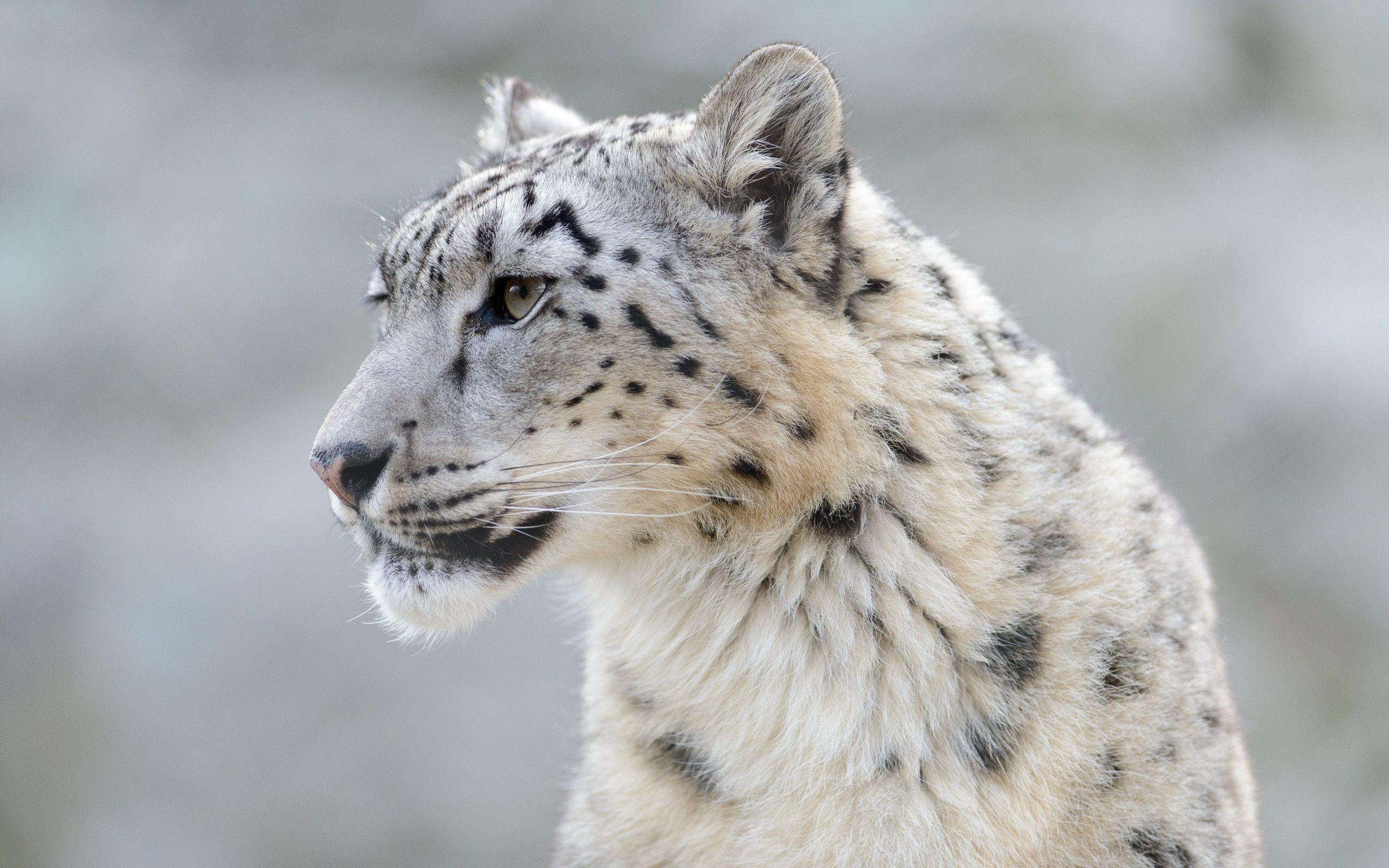 Snow leopard wild cat muzzle g wallpaperx1600