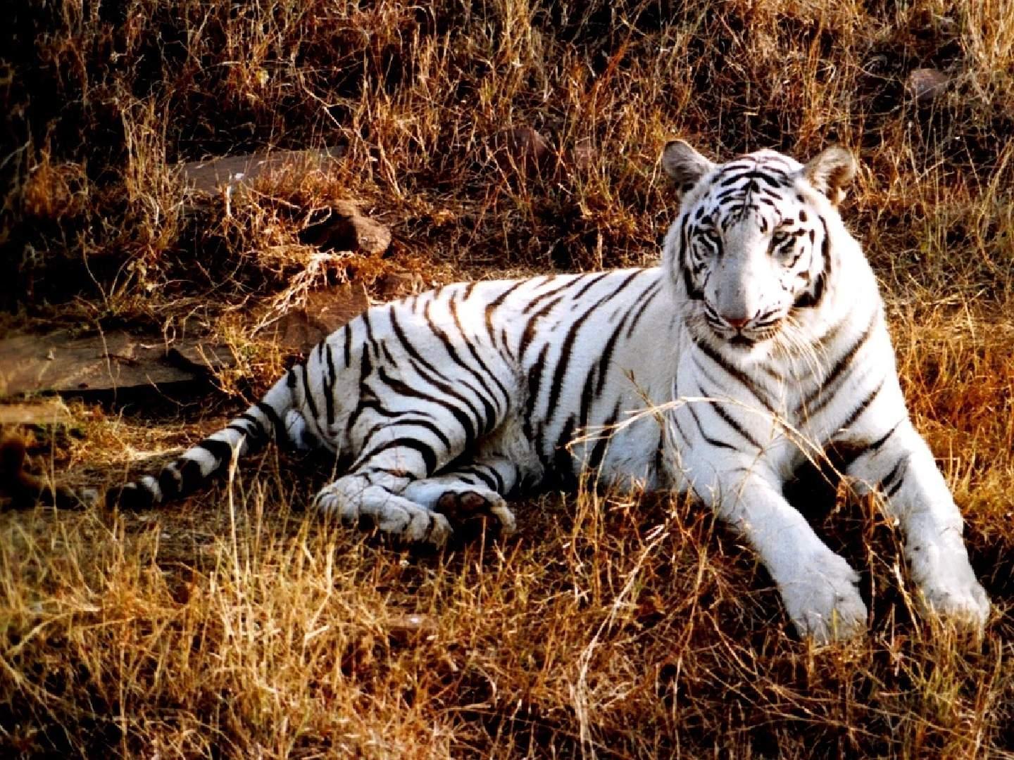 White albino version of Bengal tiger wallpaper HD photo free
