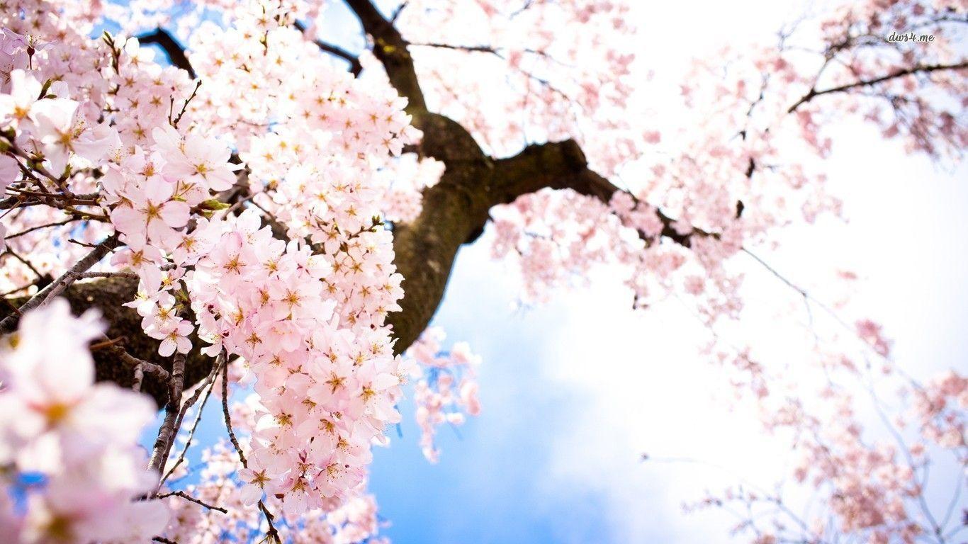 Cherry Blossom Flower Desktop Background Free Download