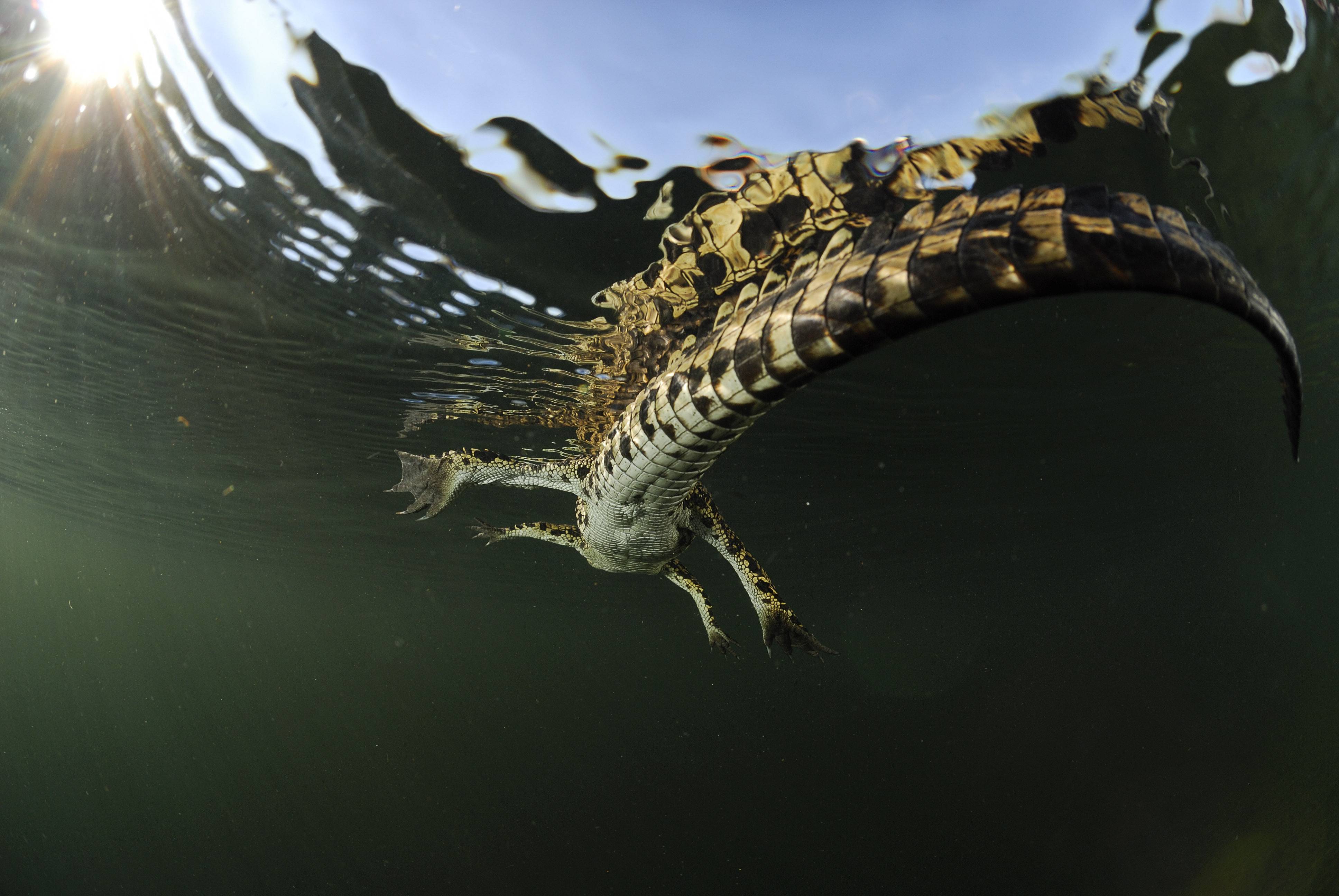 Animal Planet Crocodile Wallpaper HD