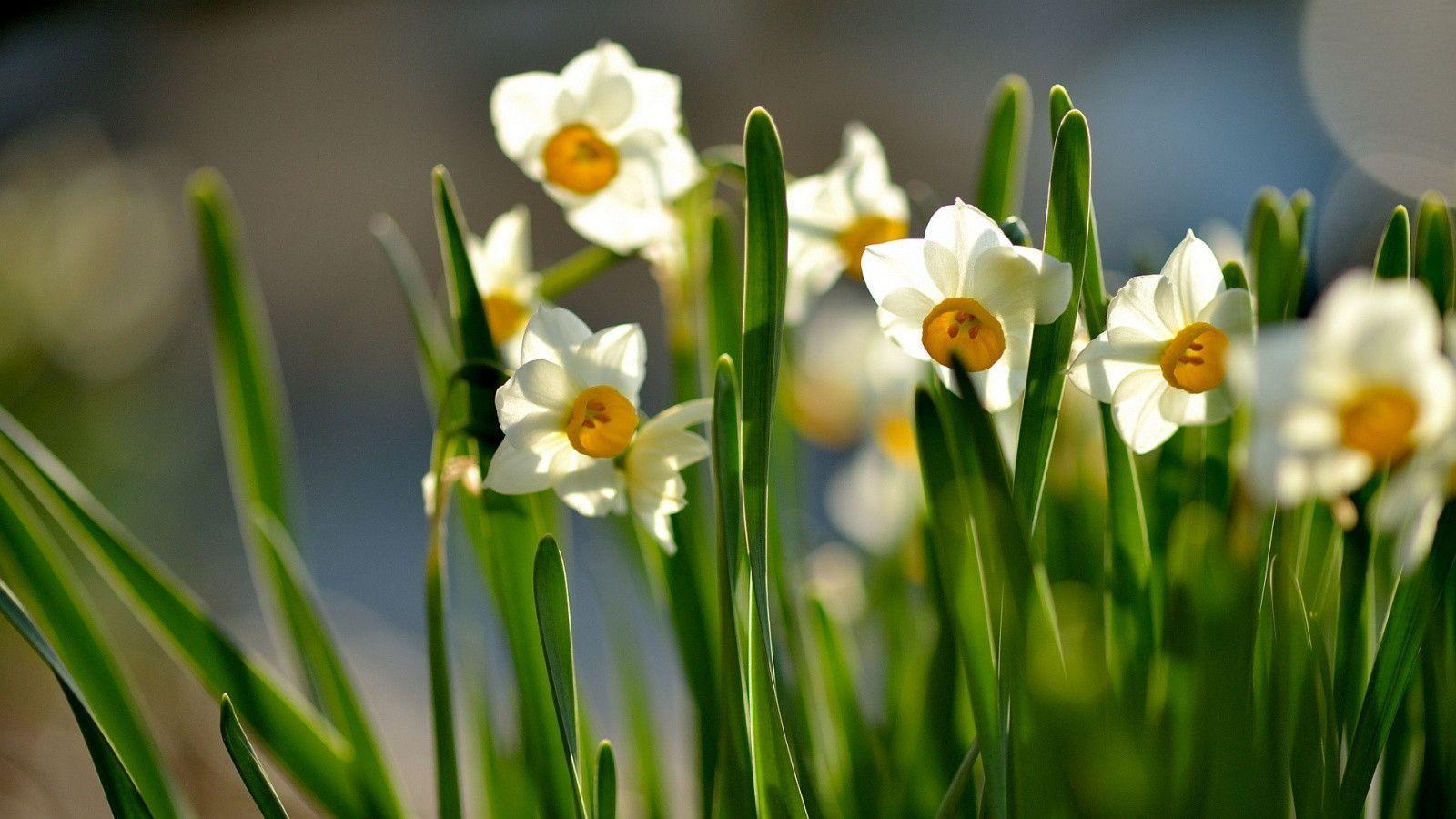 Daffodils Wallpapers - Wallpaper Cave
