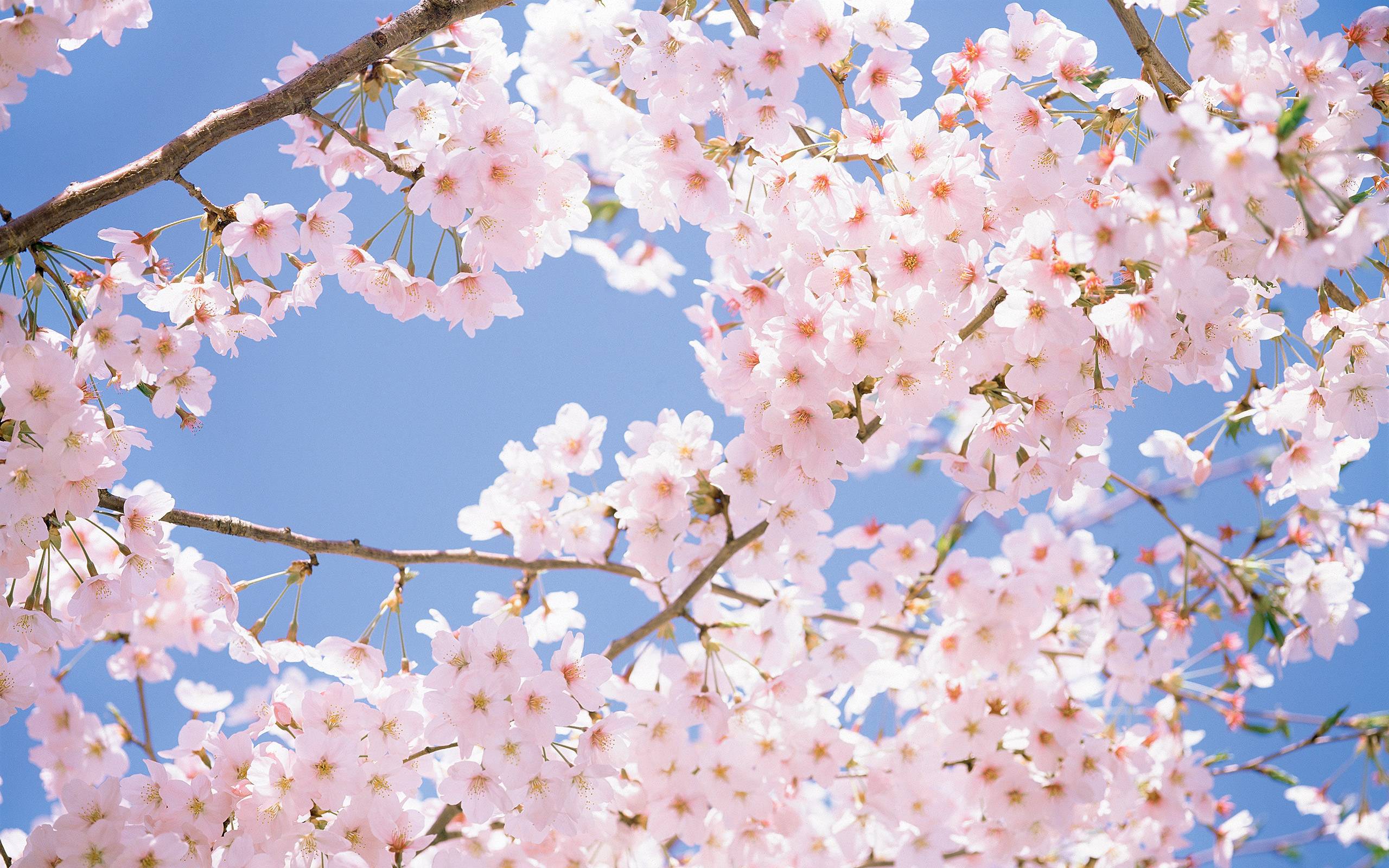 Wallpaper For > Tumblr Background Cherry Blossom