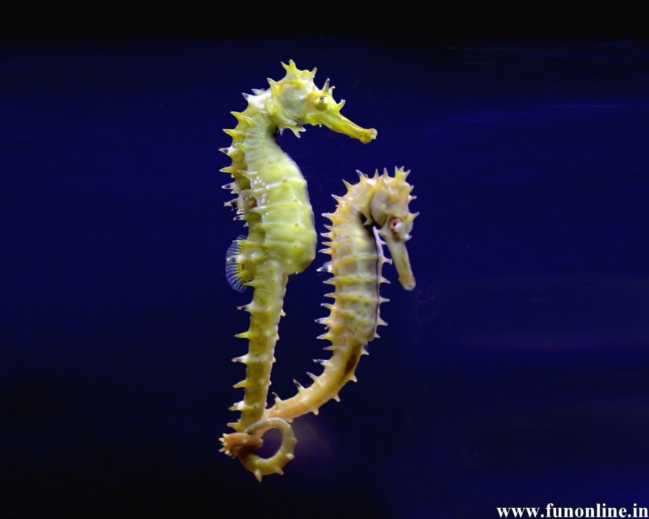 Seahorse Wallpaper, Download Cute Water Creature Seahorses Wallpaper