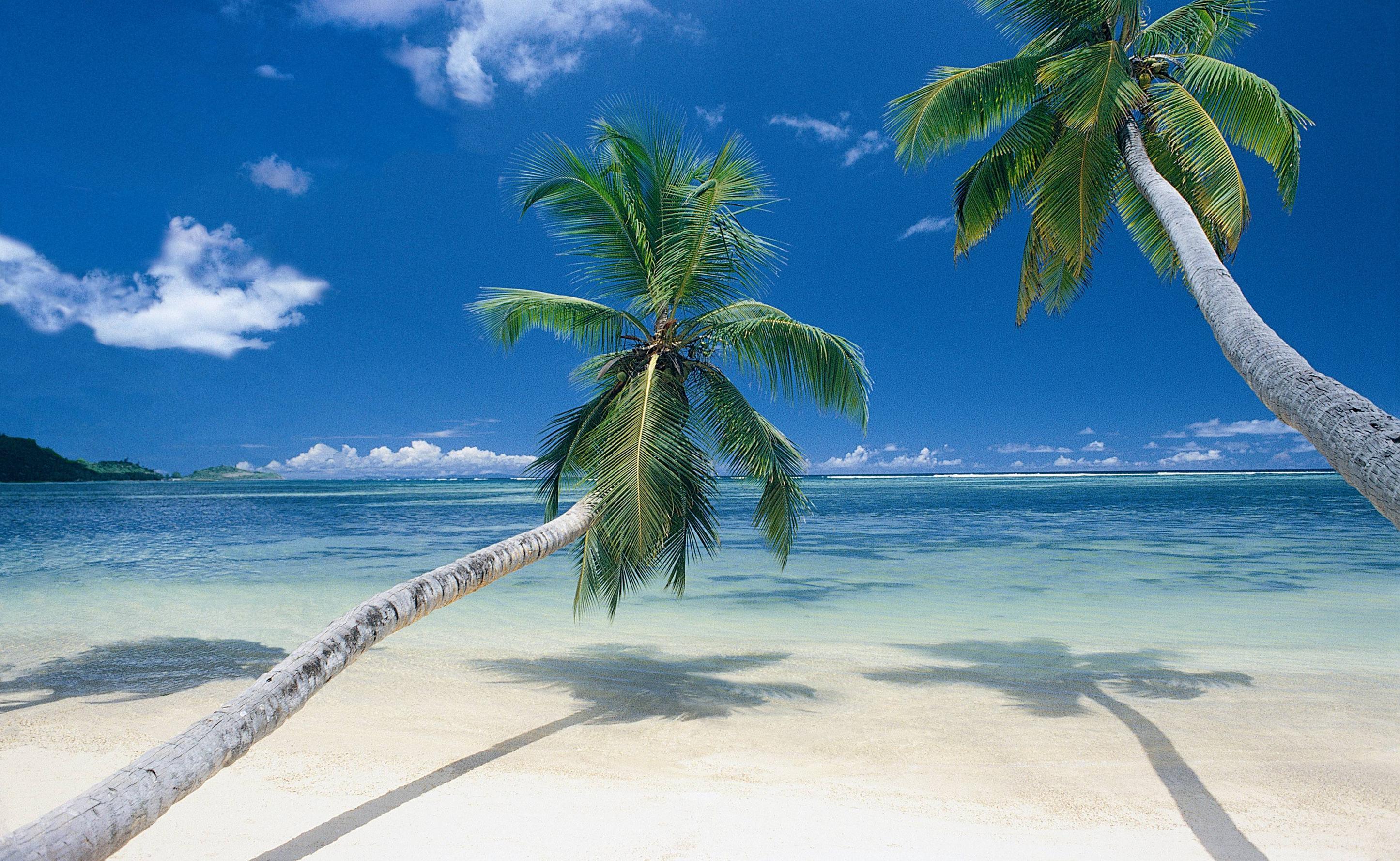 Beach Palm Tree HD Wallpaper Free Download. HD Free Wallpaper