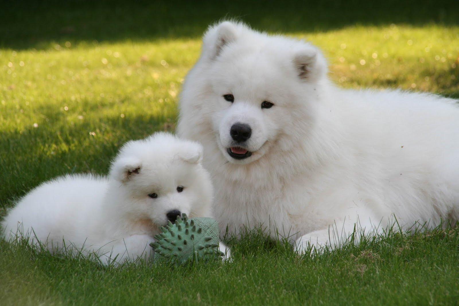 Samoyed