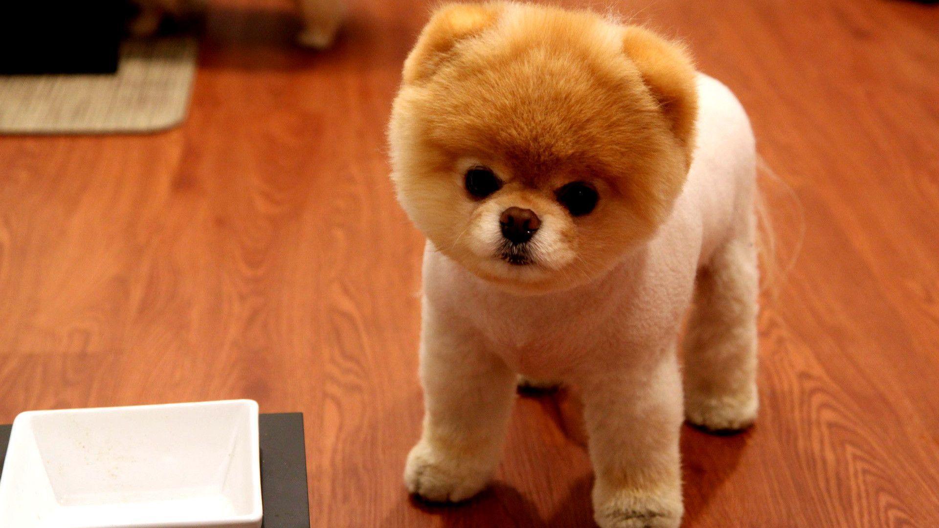 Cute Pomeranian Dog Desktop Wallpaper
