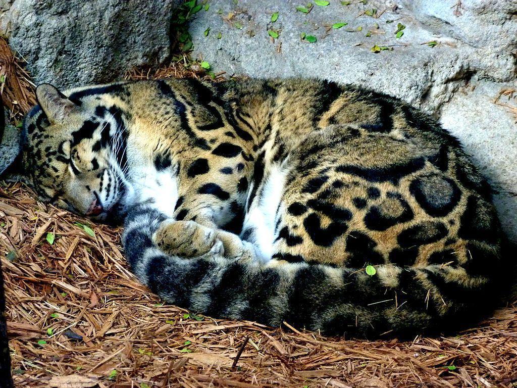 Sleeping Clouded Leopard in San Antonio
