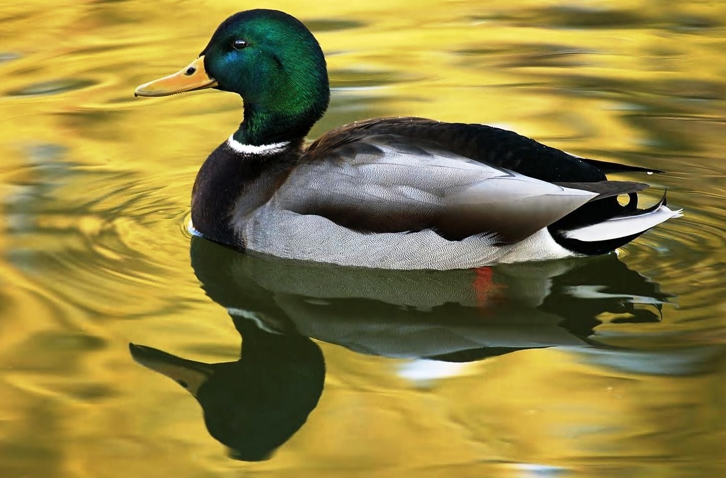 Duck Backgrounds - Wallpaper Cave