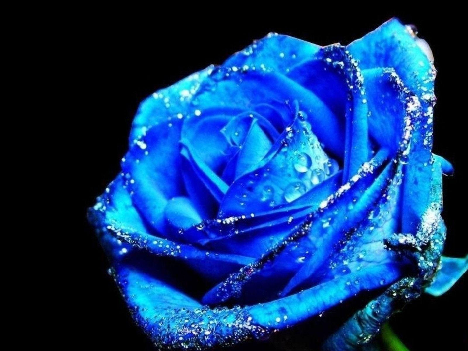 Blue Rose Wallpaper Free Download Beautiful Picture Rose
