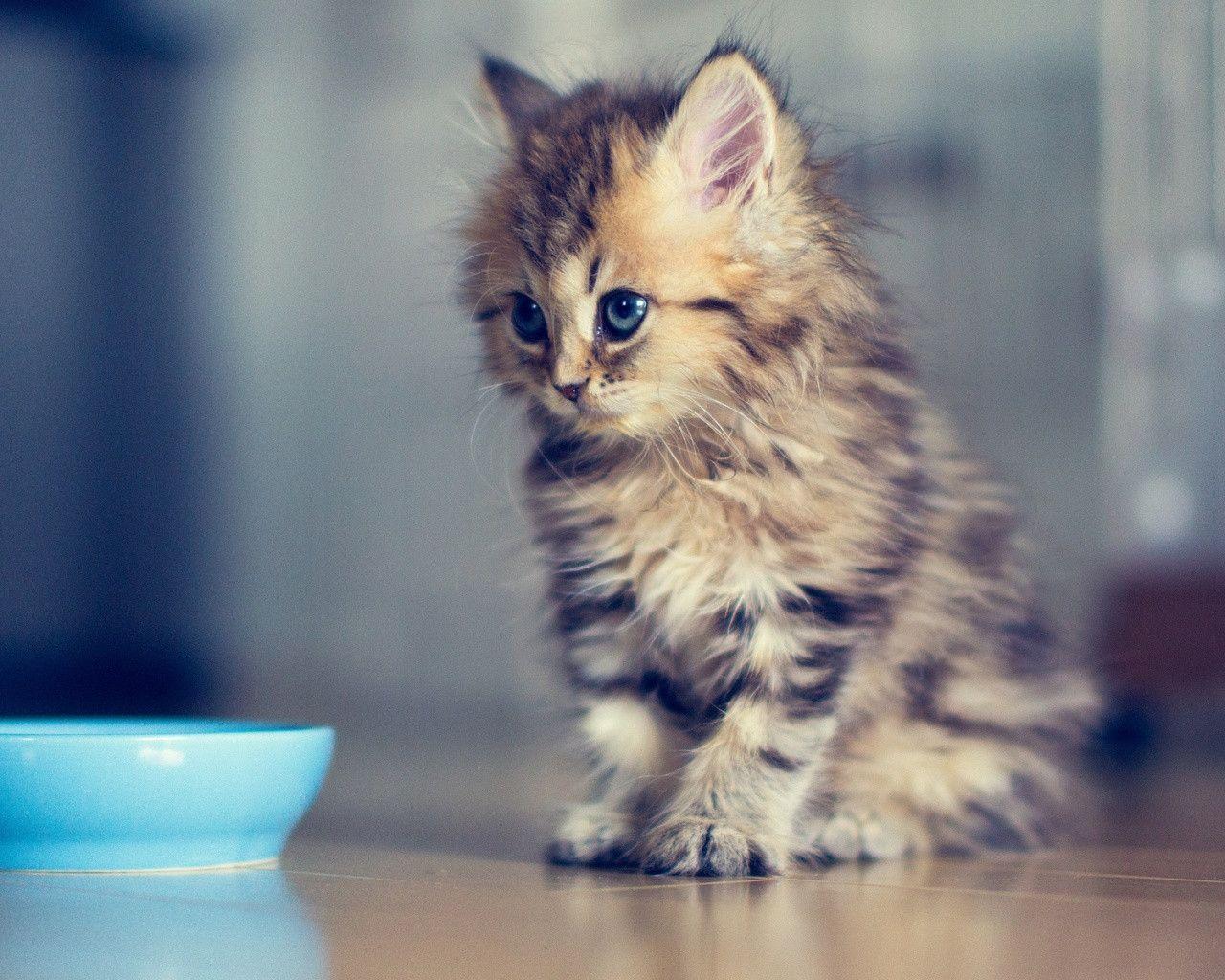 Cute Kitten Wallpaper. Animals. Best Wallpaper HD for Desktop