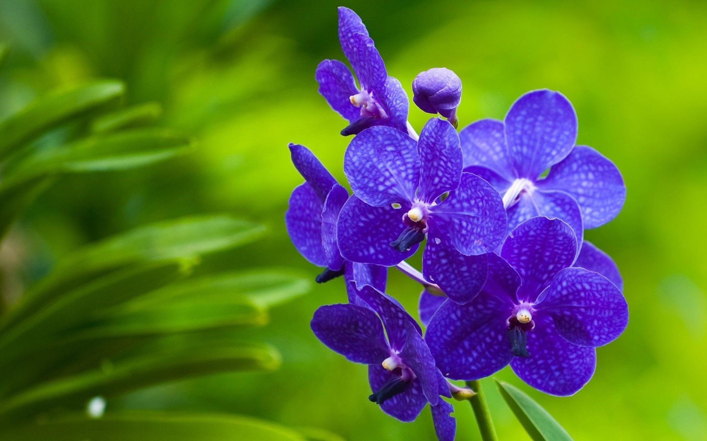 Awesome Blue Orchid Flowers Wallpaper Wide Wallpaper
