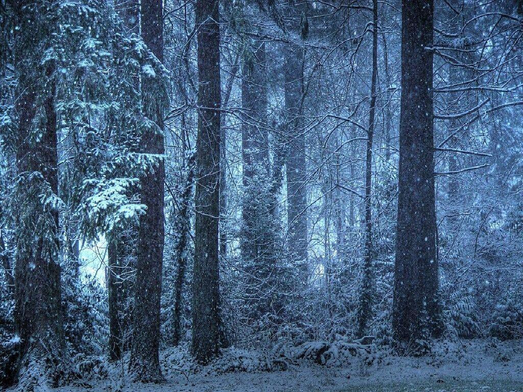 Wallpaper For > Night Snow Forest Wallpaper