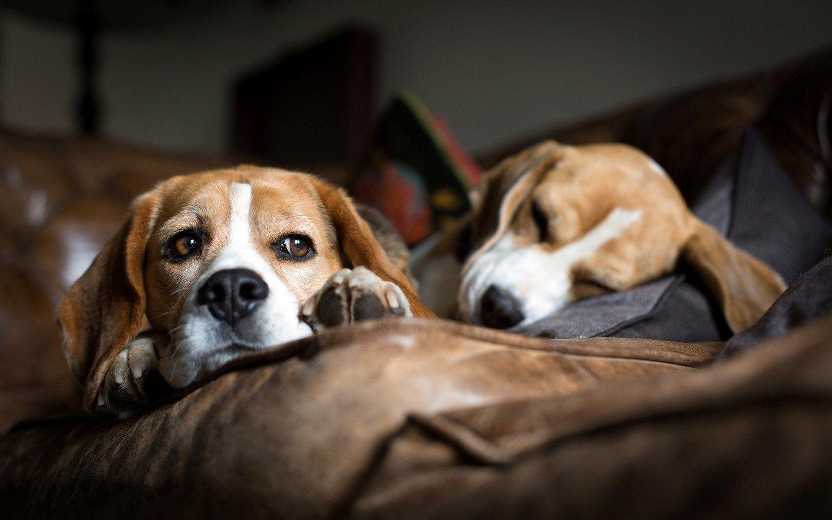 Breed Beagle Sleeping on Brown Leather Sofa HD Wallpaper