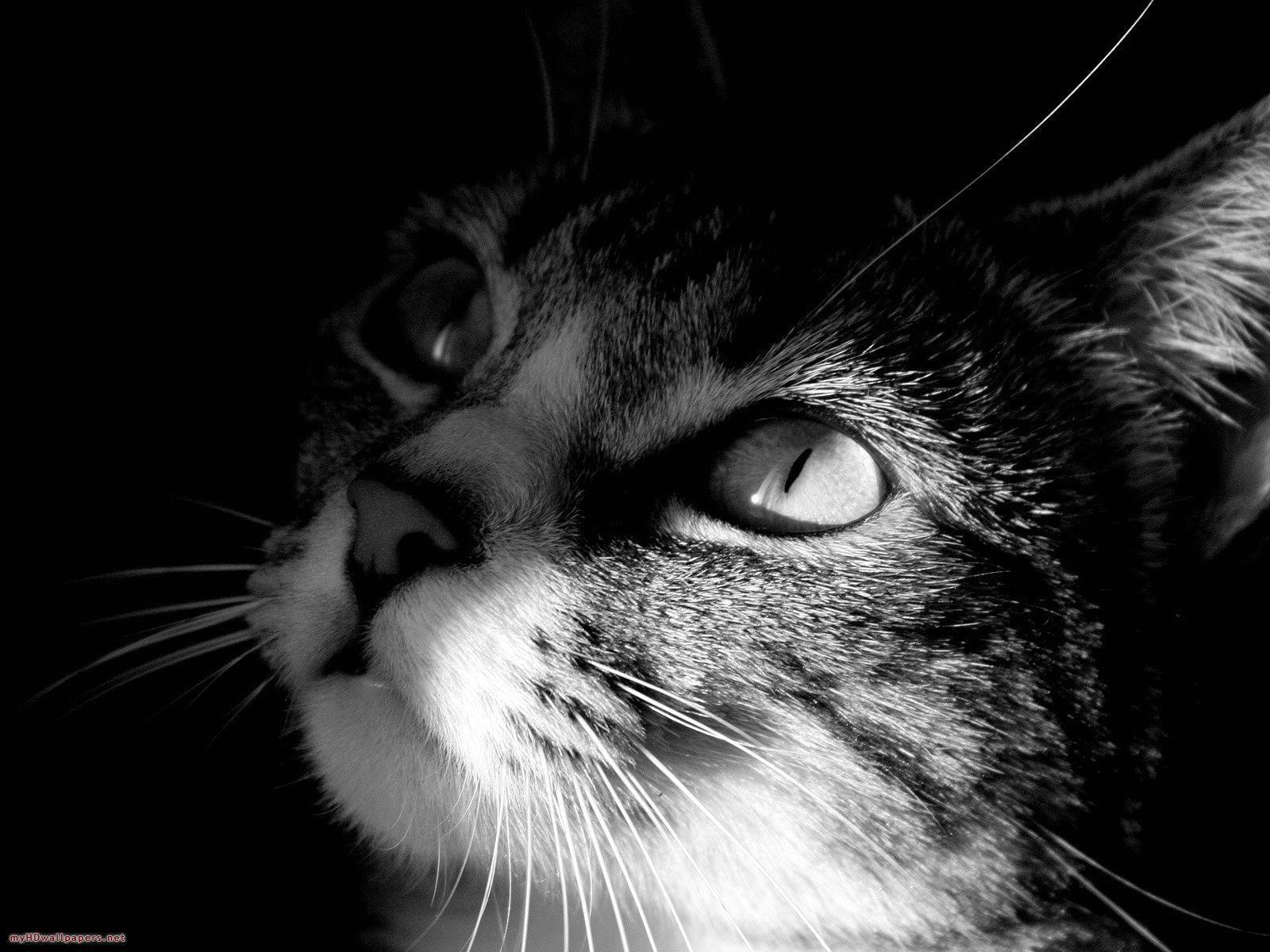 Black & White Cat Desktop Wallpaper, HD Wallpaper Download