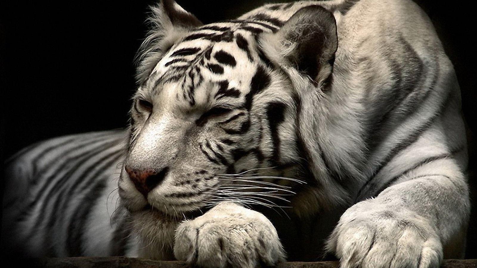 Tiger Wallpaper Hd: Siberian White Tiger HD Wallpaper. .Ssofc