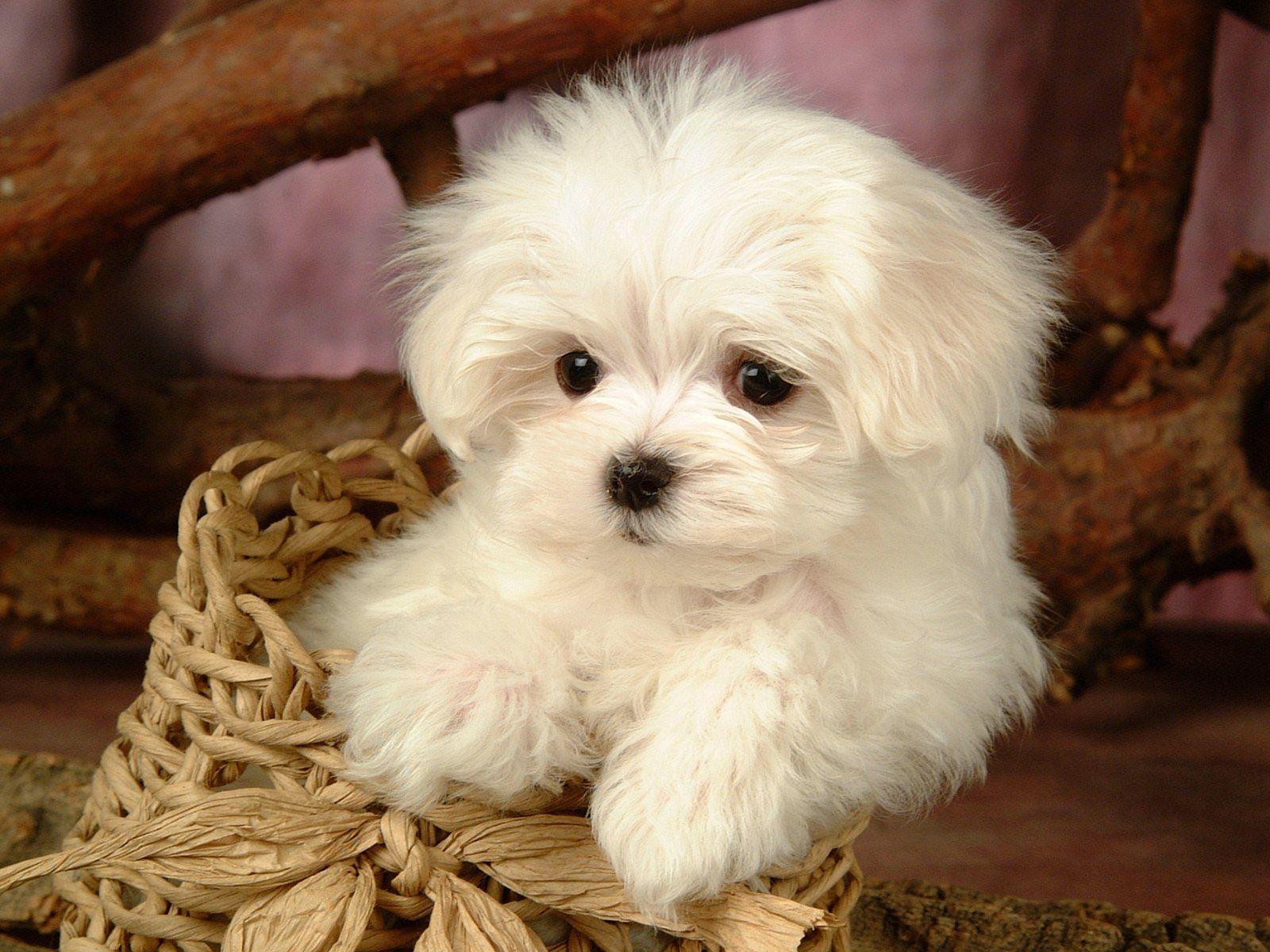 lovely white puppy HD wallpaper
