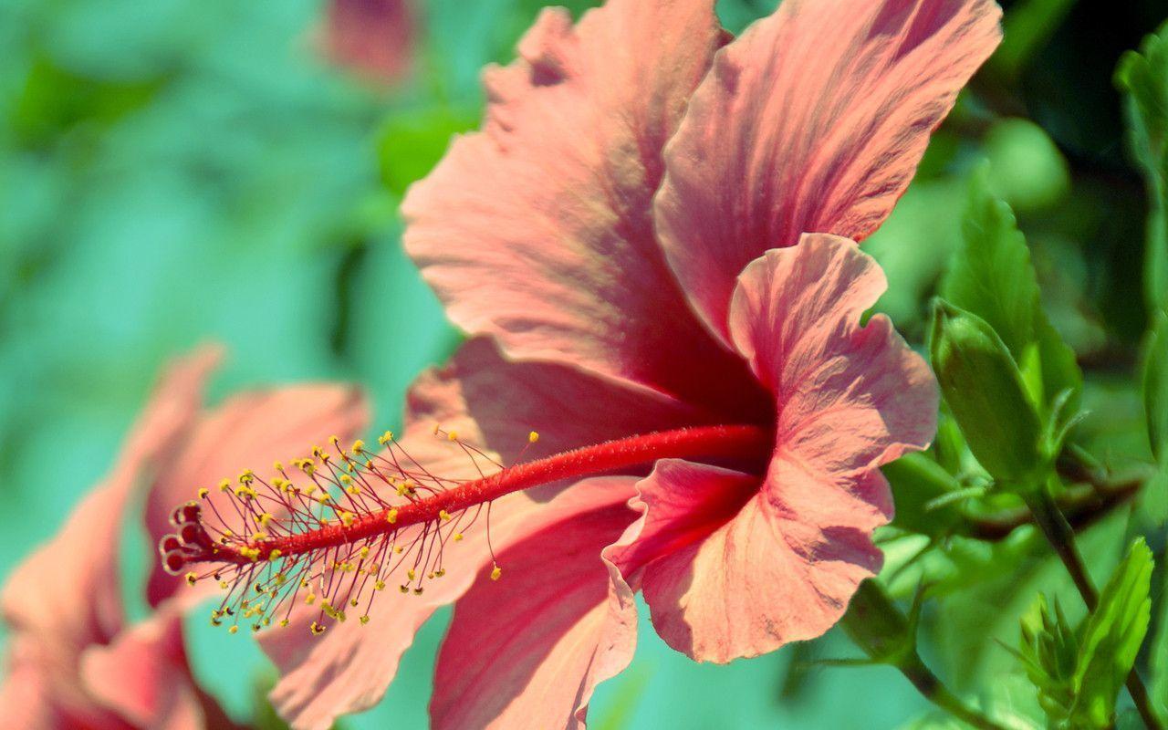 Red Hibiscus Wallpaper and Picture Items