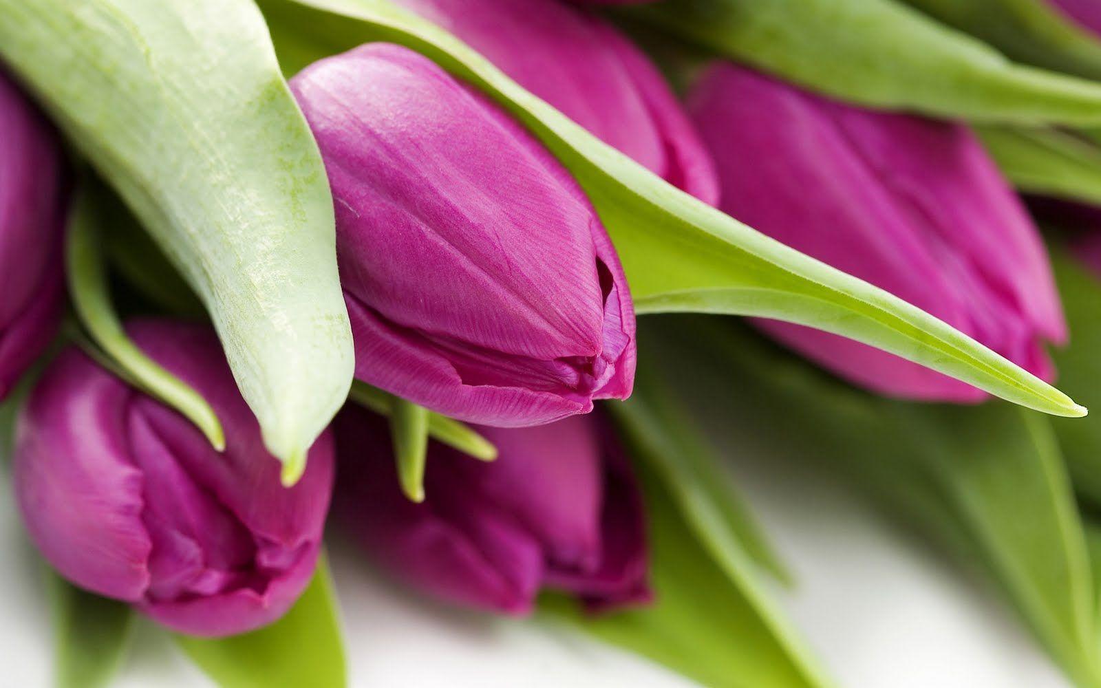 Wallpaper For > Purple And Pink Tulips Wallpaper