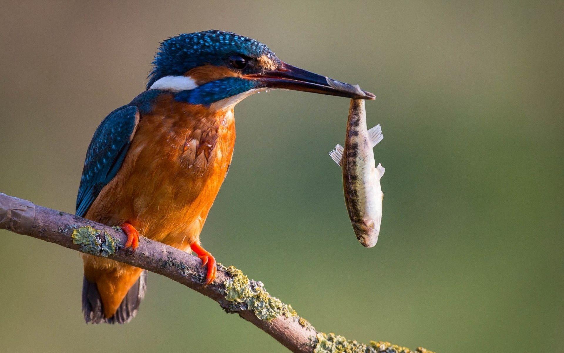  Kingfisher Wallpapers Free Download of all time Learn more here 