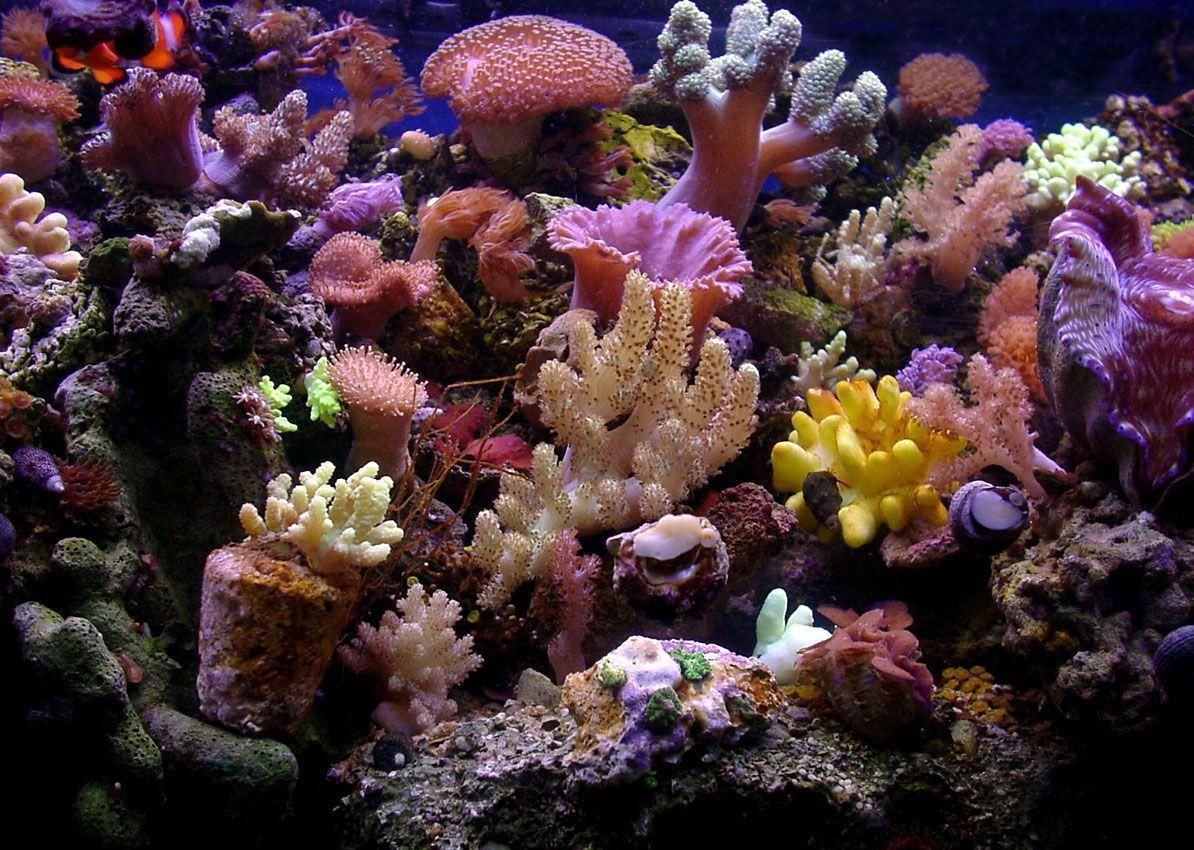 Gallery For > Real Coral Reef Wallpaper