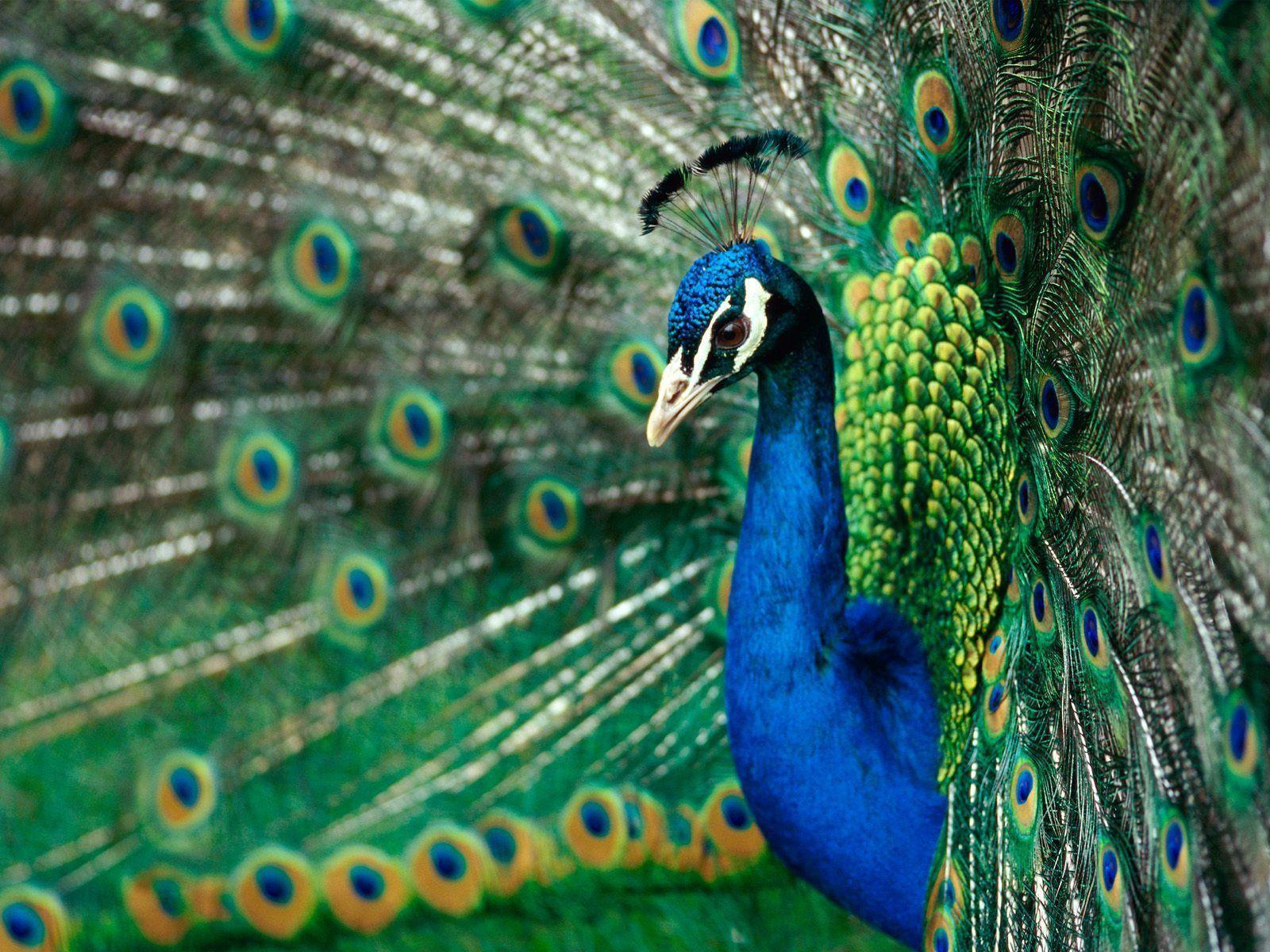 Birds desktop wallpaper: Peacock Wallpaper