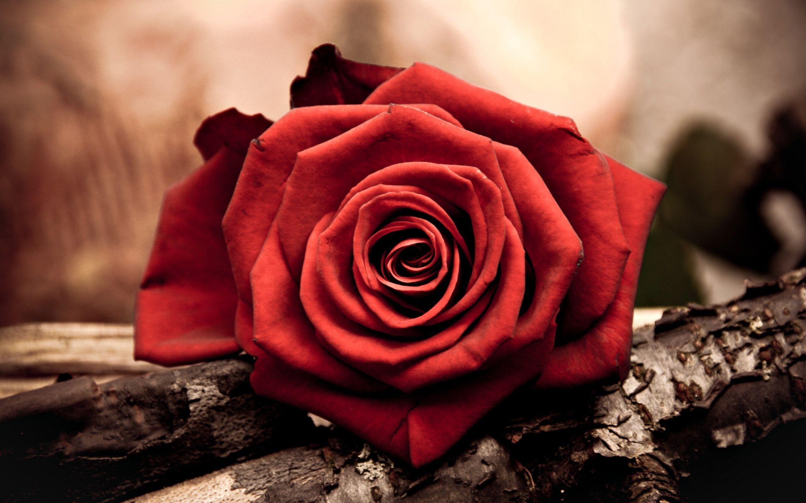 Red Rose, Messengers Of Love