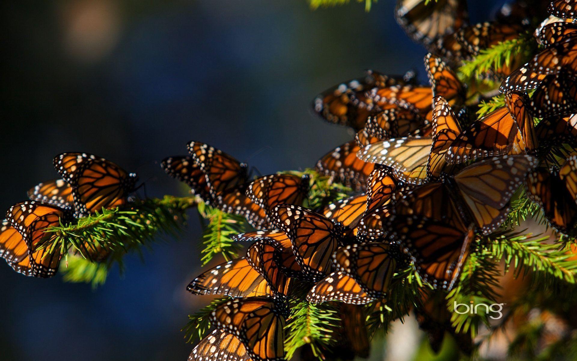 Pin Monarch Butterflies Migrating To Central Mexico 1920x1200