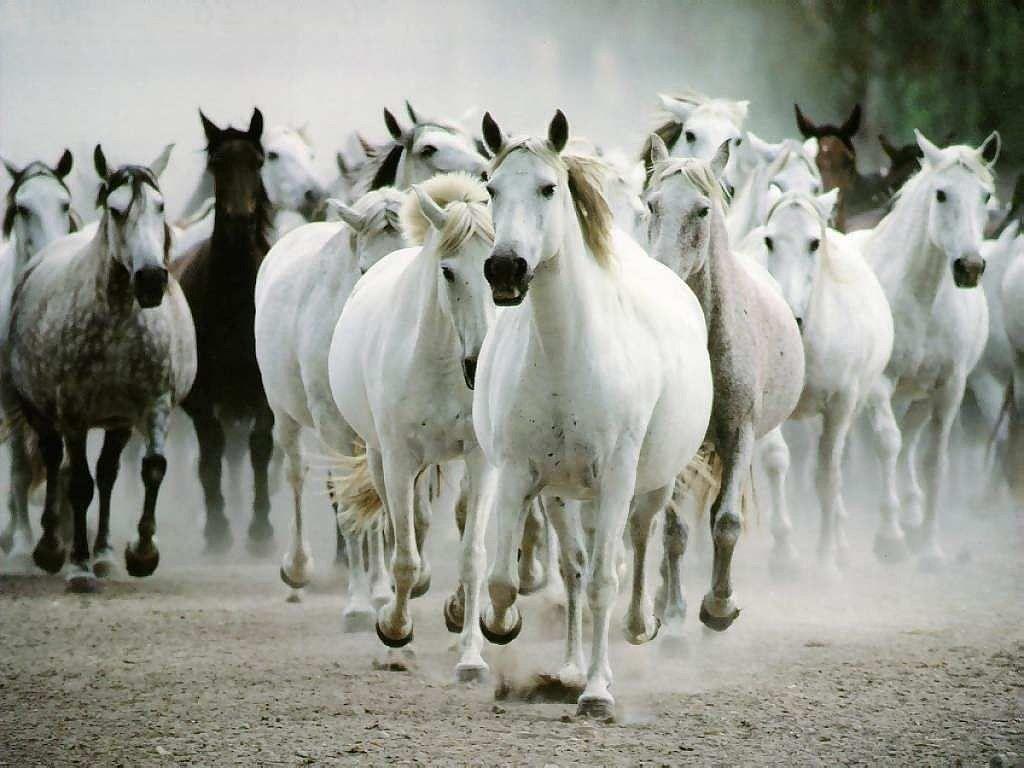 Free Desktop Background Wallpaper: Beautiful Animal White Horse