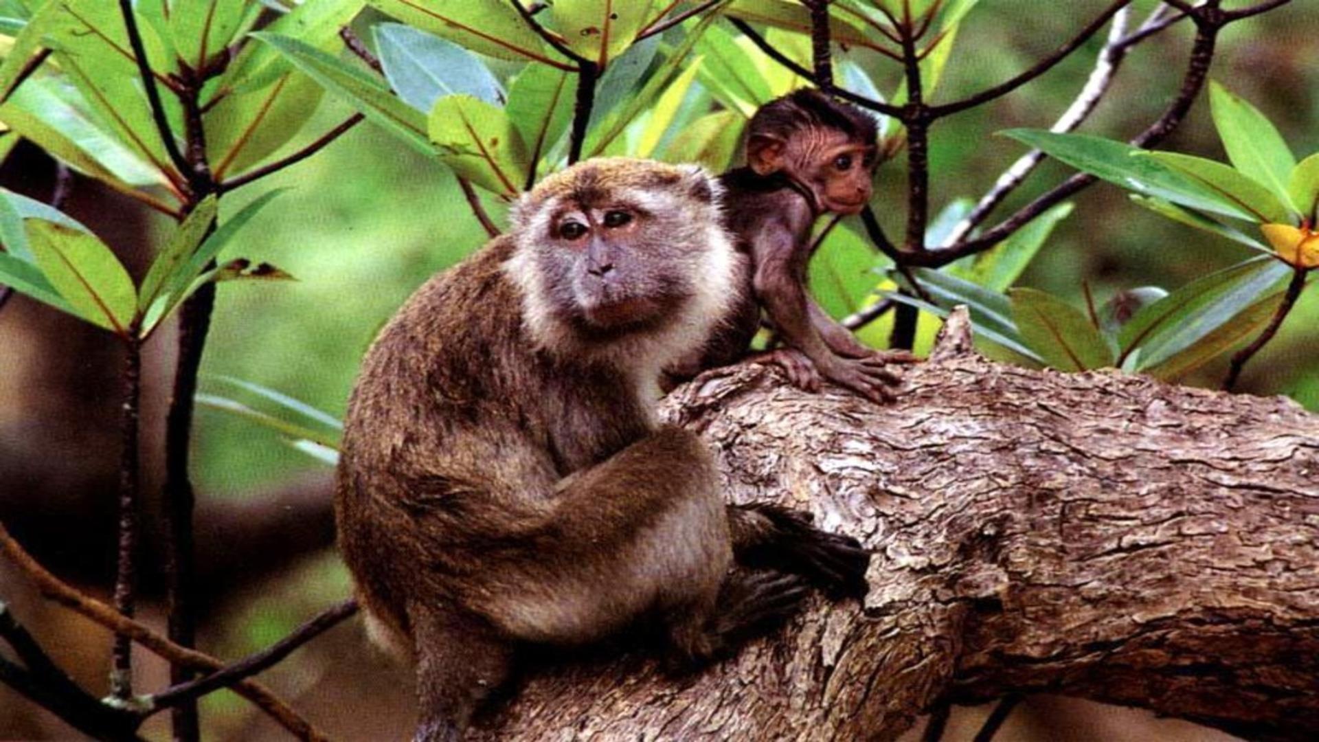 Baby and mother monkey in tree free desktop background